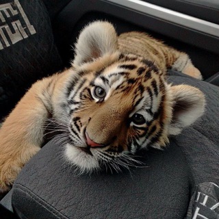 Логотип @ykrmuzzeek - 💋