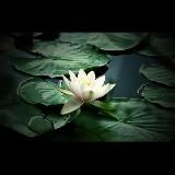 Логотип @ynkios - Голос Арканов