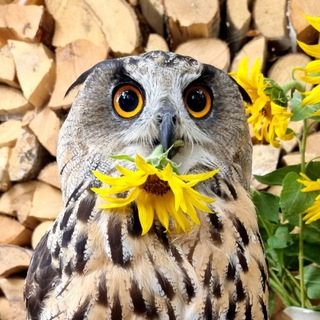 Логотип @yollgarden - Ёлки-палки