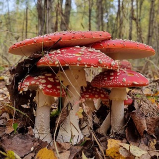 Логотип @yollphoto - Совиный Дол