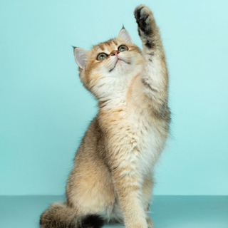 Логотип @yomor22 - Приколы с животными