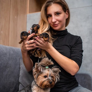 Логотип @yorkmafia - Йорк Мафия Лента/Новости🐶 питомник Йорков, Йорк купить, купить Йорка, щенки Йорка