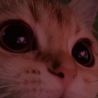 Логотип @you_kitten_lu - mrr