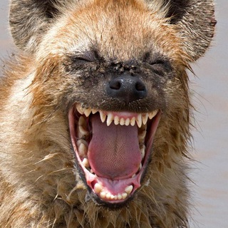 Логотип @youmoristo - Приколист