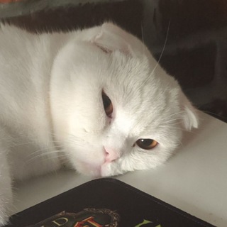 Логотип @youngpenni - PENNI (S)