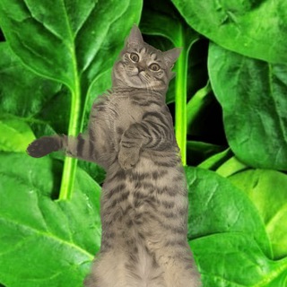 Логотип @youngshpinat - Молодой Шпинат