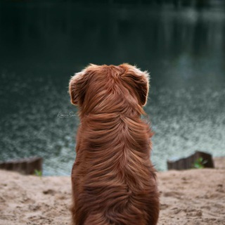 Логотип @yourdailyzenith - your daily Zenith