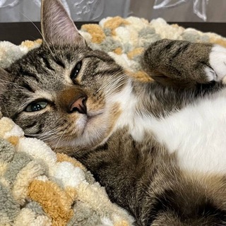 Логотип @yourmslu3 - Твой МГЛУ