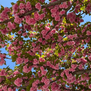 Логотип @yourstanzii - SHEKAR