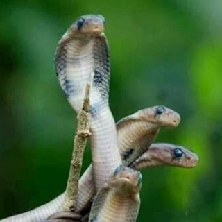 Логотип @youseriousli - Очковые кобры и питон