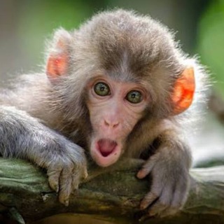 Логотип @youtub - Funny Animals