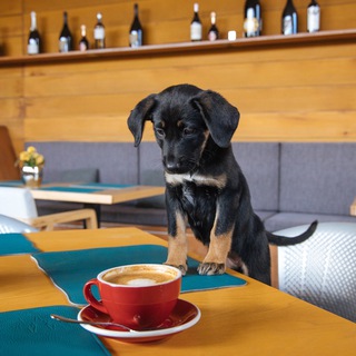 Логотип @youwantadog - Youwantadog и не только