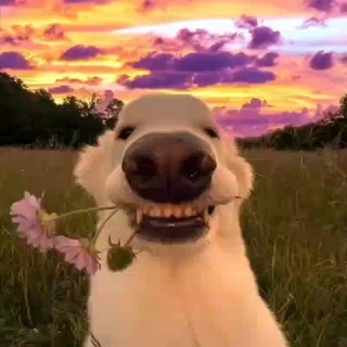 Логотип @ytkrp - 🦆Utka | Role play конференции