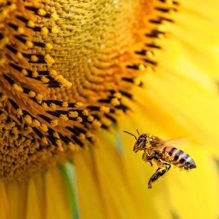 Логотип @yugrusiagro24 - Юг Руси 24