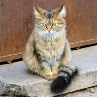 Логотип @yumor_astrology - Астрология с юмором. Картинки и мемы для настроения