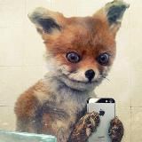 Логотип @yumornov - ПРИКОЛЫ 😂 МЕМЫ АНЕКДОТЫ