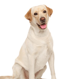 Логотип @yunghata - бугор 🤣