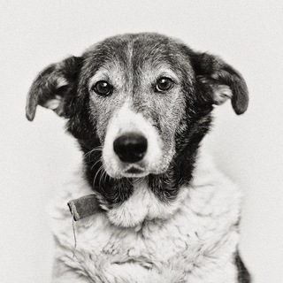 Логотип @yupianimals - Yupianimals | Животные Юпи