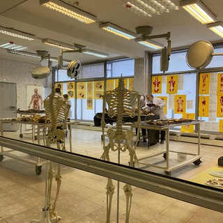 Логотип @yvanatomy - Анатомия и не только