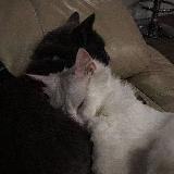 Логотип @zaarrrram - taymiya.essencecare