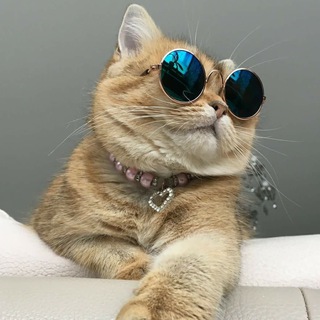 Логотип @zabavniy_kot - Забавный Кот