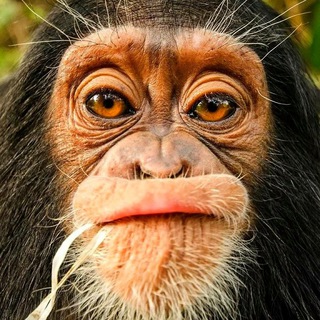 Логотип @zabavnye_zhivotnye - Забавные животные - Ржака каждый день