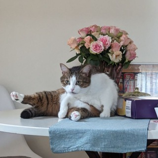 Логотип @zaddroty - BUROV 🇺🇦🇳🇱