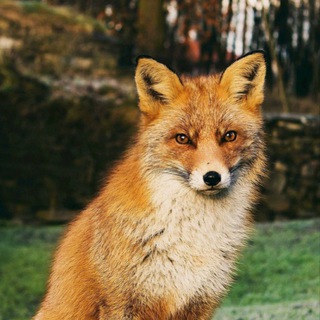 Логотип @zadobrom1 - За добром🌍