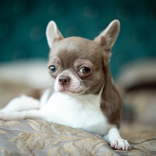 Логотип @zaelala - ZAE_LALA и компания 🐾