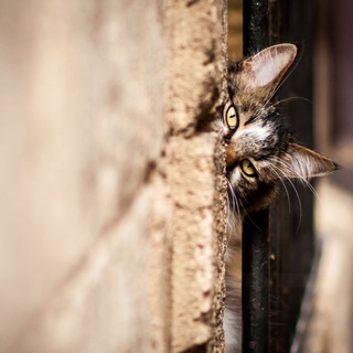 Логотип @zakoulkiomska - Закоулки Омска