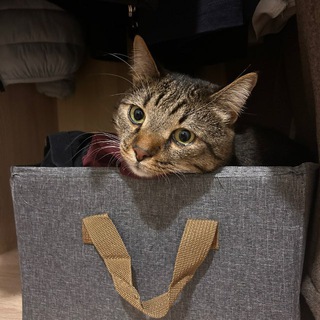 Логотип @zalipayem_na_kotov - 🐾 ЗалипаемНаКотов