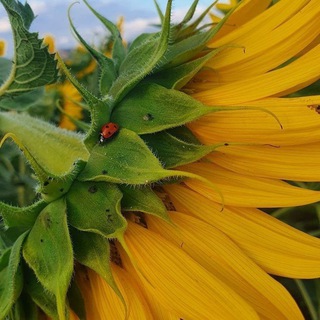 Логотип @zametky_psy_gipnorod - Гипнороды | Мягкие роды обсуждение