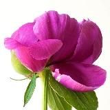 Логотип @zametky_psy_gipnorodi - Заметки Пси | Гипнороды