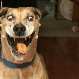 Логотип @zandreiltumoreee - ImperatoreCicciofamer