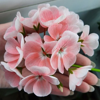 Логотип @zapiski_sadovoda - Записки садовода