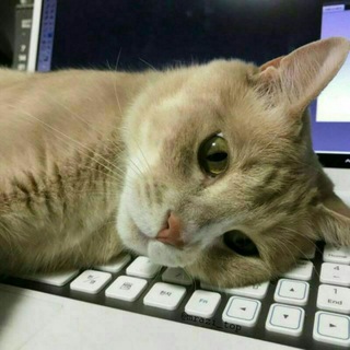 Логотип @zapiski_sumasshedshih_chat - Записки сумасшедших | чат