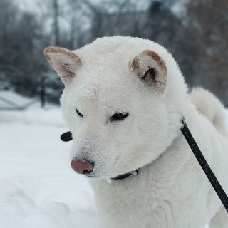 Логотип @zapiskiandaya - Записки Ангая 🐕