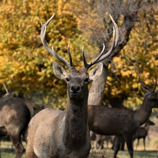 Логотип @zarafshonnewsmtb - zarafshon news MTB