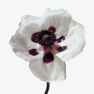 Логотип @zarimcassoul9 - Афродита 🌿