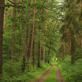 Логотип @zavlesbk - ГКУ АО "Завитинское лесничество"
