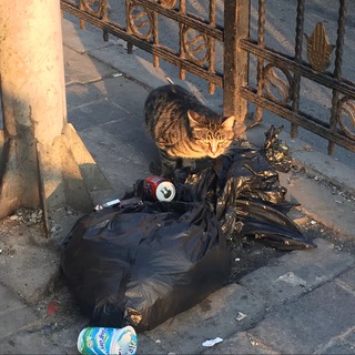 Логотип @zaxcxc - вы все дураки