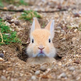 Логотип @zayacnorka - Заячья нора