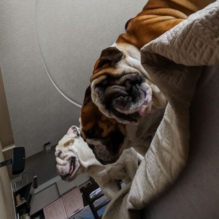 Логотип @zazumba - Медвежатник