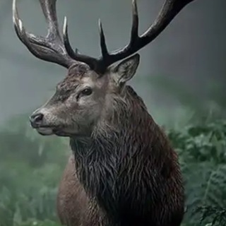 Логотип @zdorovbeff - Здоровье севера