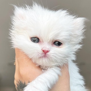 Логотип @zefurr - пушистые зефирки