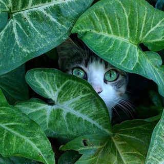 Логотип @zelenayaecona - Зелёная Экона