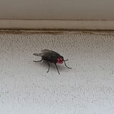 Логотип @zelibobikz - Zeliboba