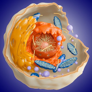 Логотип @zellularmedizin - Zellular Medizin