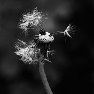 Логотип @zenitar_ka - Рисую светом 📸 Фотографии