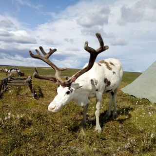 Логотип @zentrkompetenziyamal - Центр компетенций в АПК Ямал